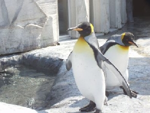 旭山動物園ペンギン館