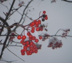 真赤に熟したナナカマドの実